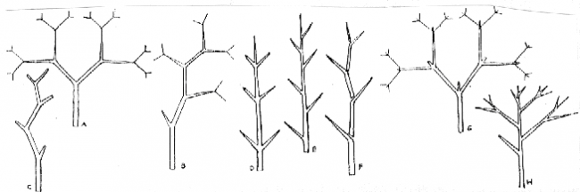 Kỹ thuật ký họa cây cối hình ảnh 3